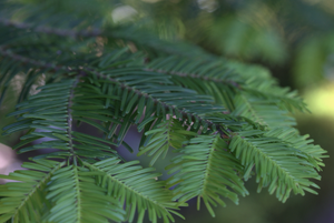 Living Christmas Tree