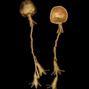 Pomegranate Spoons - Set of 2