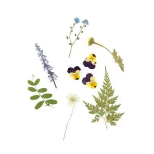 Pressed Botanical Collection
