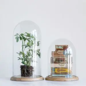 Glass Cloche on Wood Base, 25"H (Set of 2)