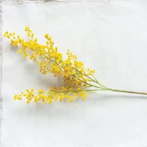 Yellow Faux Wattle Stem (Display)