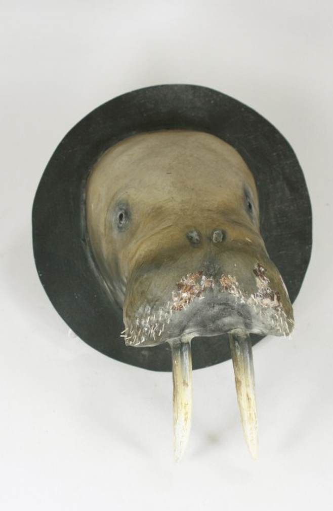 Walrus Head Mount