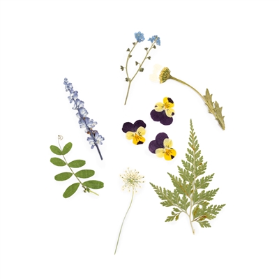 Pressed Botanical Collection