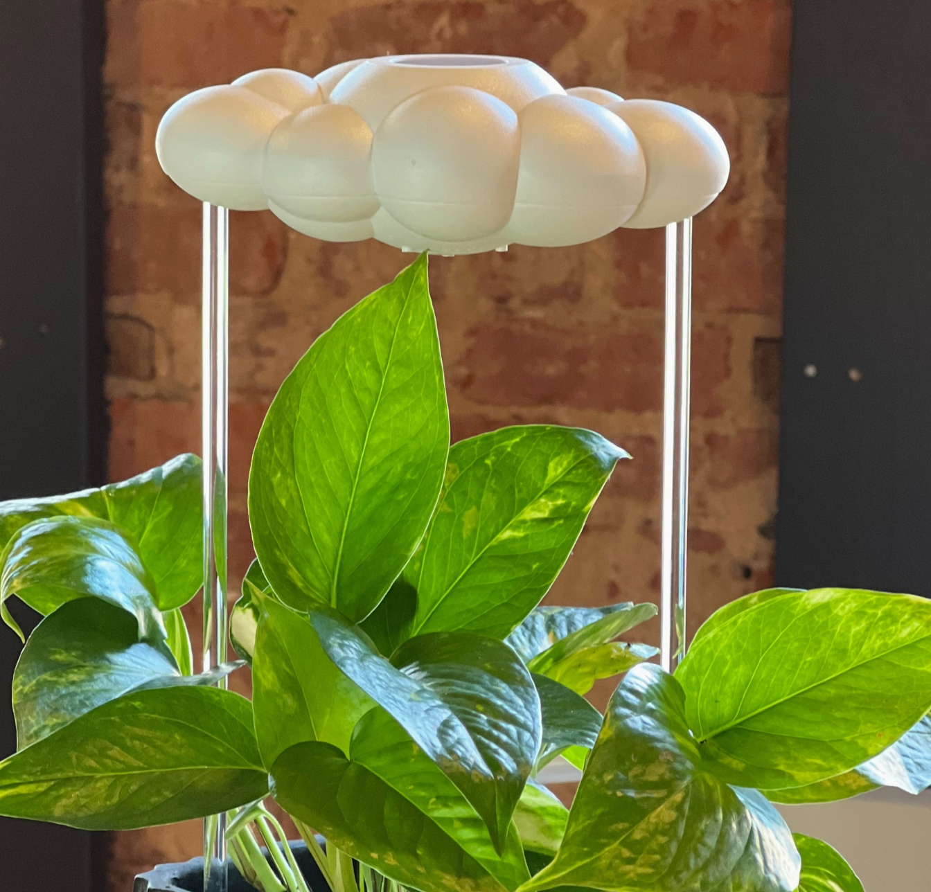 Original Dripping Raincloud