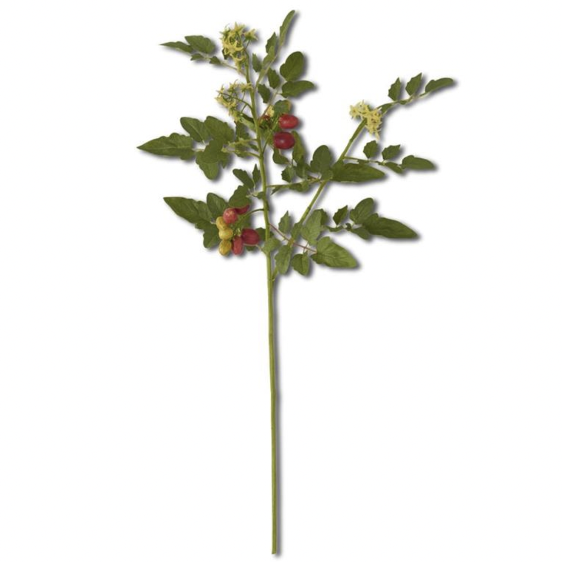 Tomato Stem Branch w/ Blossoms